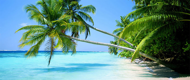 palm trees on a florida beach